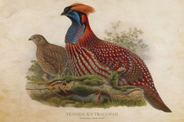 Animal Illustrations: Vintage Temminck's Tragopan by Aged Pixel