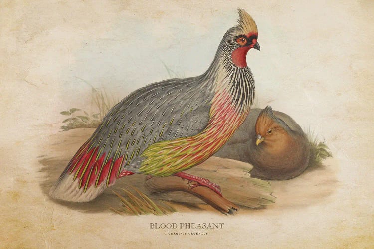 Vintage Blood Pheasant