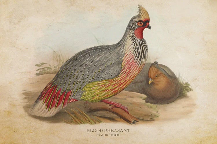 Vintage Blood Pheasant