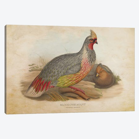 Vintage Blood Pheasant Canvas Print #ADP3390} by Aged Pixel Canvas Print