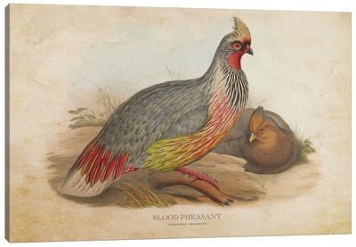 Vintage Blood Pheasant Canvas Art Print - Pheasant Art