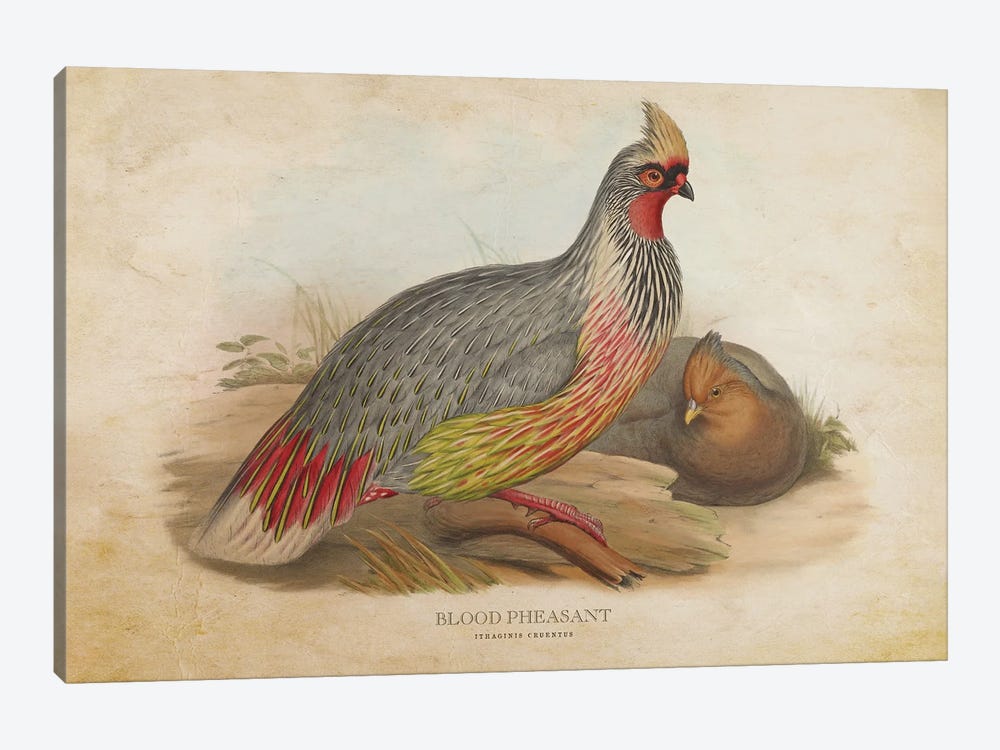 Vintage Blood Pheasant by Aged Pixel 1-piece Canvas Art Print