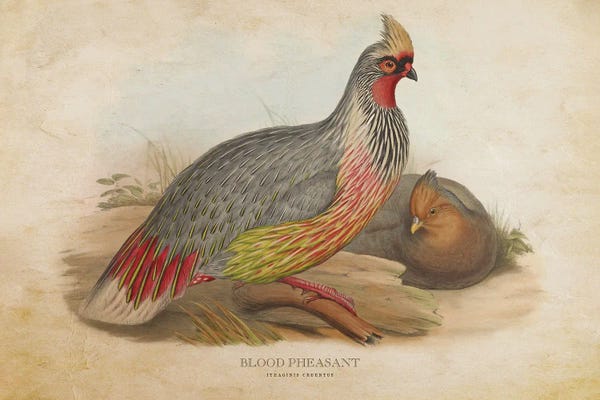Vintage Animal Illustrations: Vintage Blood Pheasant by Aged Pixel