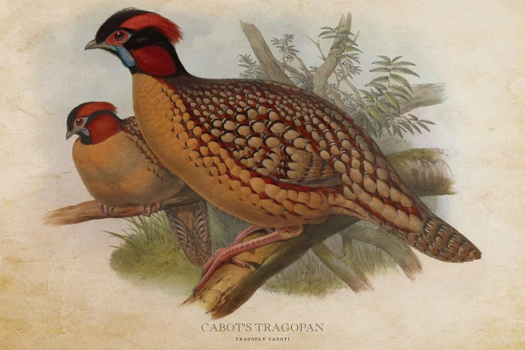 Vintage Cabot's Tragopan