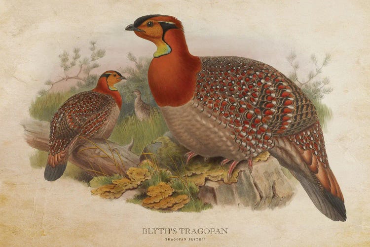 Vintage Blyth's Tragopan