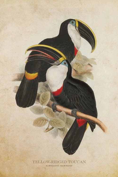 Vintage Yellow-Ridged Toucan