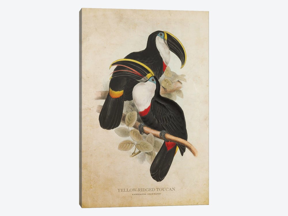 Vintage Yellow-Ridged Toucan by Aged Pixel 1-piece Canvas Artwork