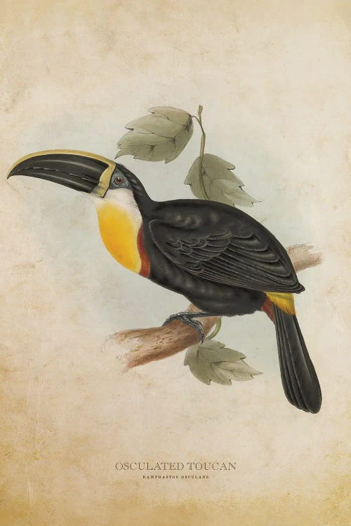 Vintage Osculated Toucan