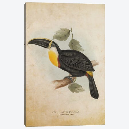 Vintage Osculated Toucan Canvas Print #ADP3394} by Aged Pixel Canvas Wall Art