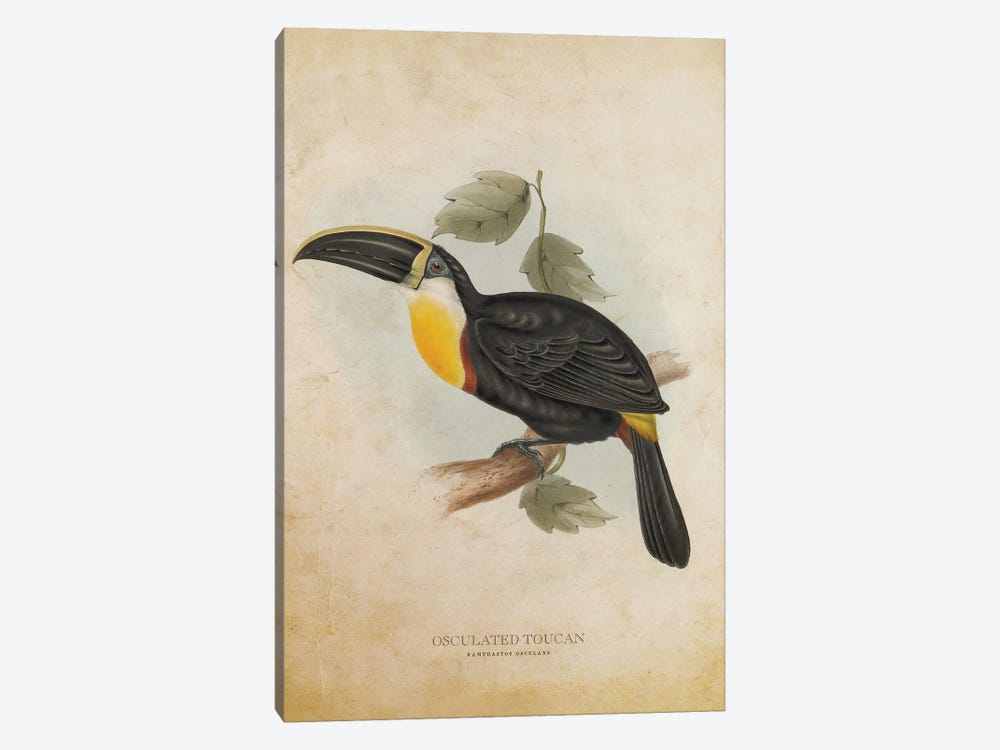 Vintage Osculated Toucan by Aged Pixel 1-piece Canvas Art Print