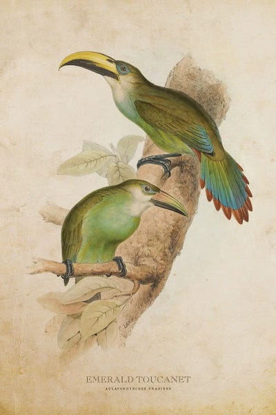 Vintage Emerald Toucanet by Aged Pixel art print