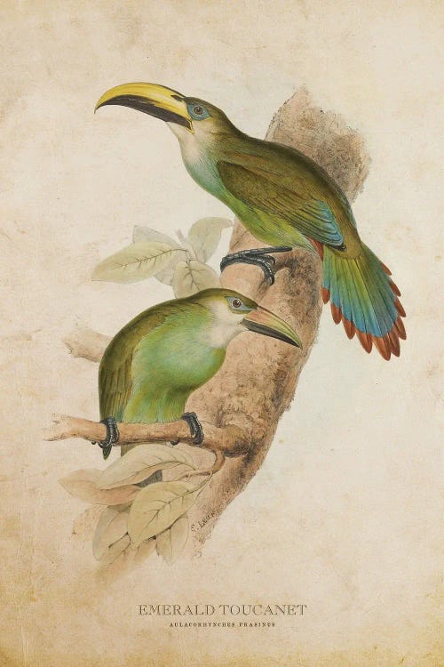 Vintage Emerald Toucanet by Aged Pixel wall art