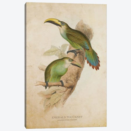 Vintage Emerald Toucanet Canvas Print #ADP3395} by Aged Pixel Canvas Wall Art