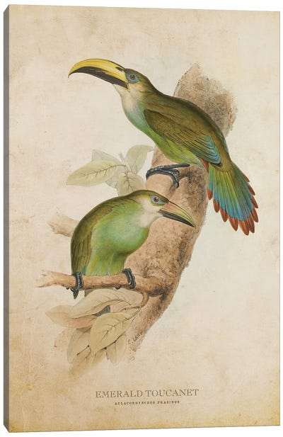 Vintage Emerald Toucanet Canvas Art Print - Toucan Art