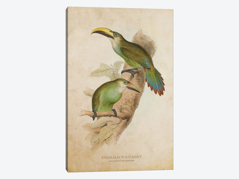 Vintage Emerald Toucanet by Aged Pixel 1-piece Canvas Wall Art