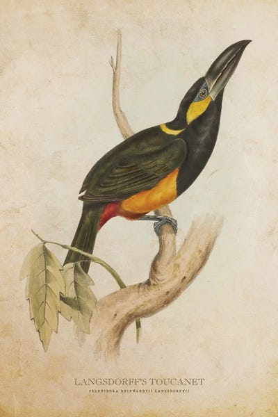 Vintage Animal Illustrations: Vintage Langsdorff's Toucanet by Aged Pixel