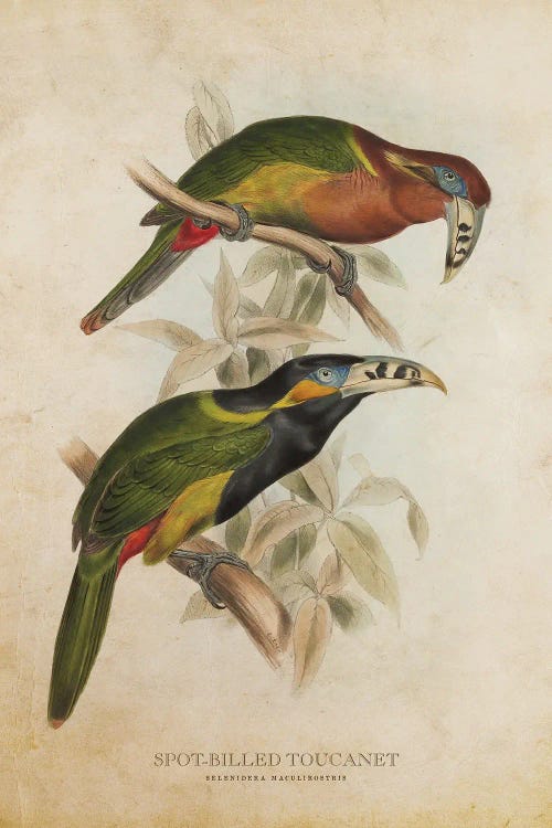 Vintage Spot-Billed Toucanet