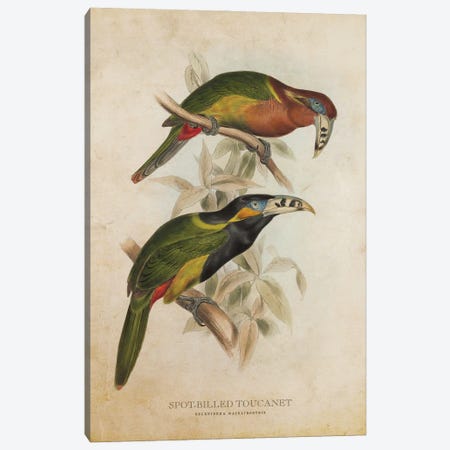 Vintage Spot-Billed Toucanet Canvas Print #ADP3397} by Aged Pixel Canvas Wall Art
