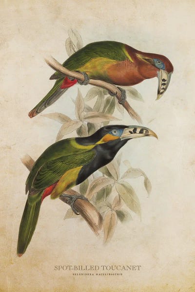 Vintage Animal Illustrations: Vintage Spot-Billed Toucanet by Aged Pixel