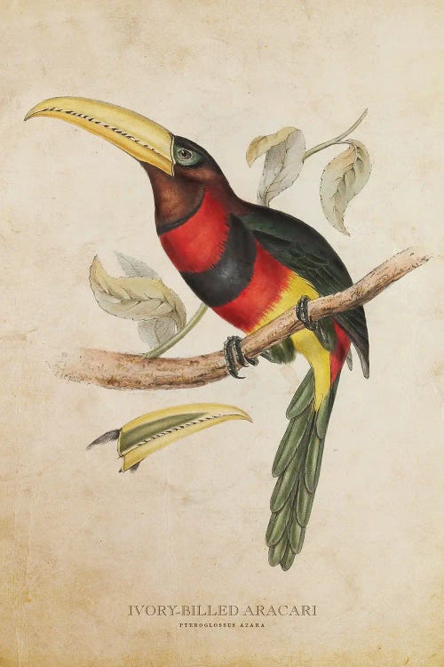 Vintage Ivory-Billed Aracari