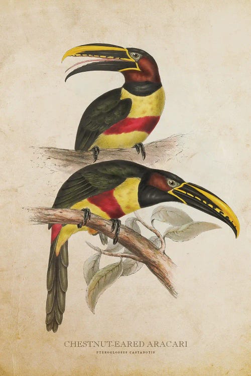 Vintage Chestnut-Eared Aracari