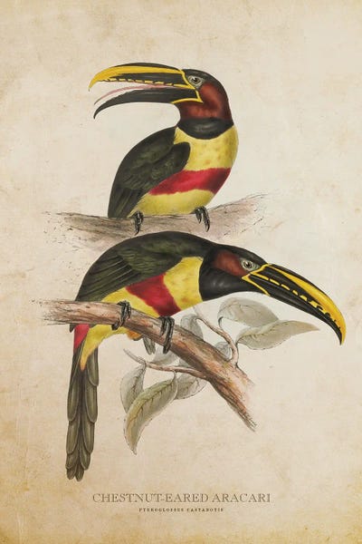 Vintage Animal Illustrations: Vintage Chestnut-Eared Aracari by Aged Pixel