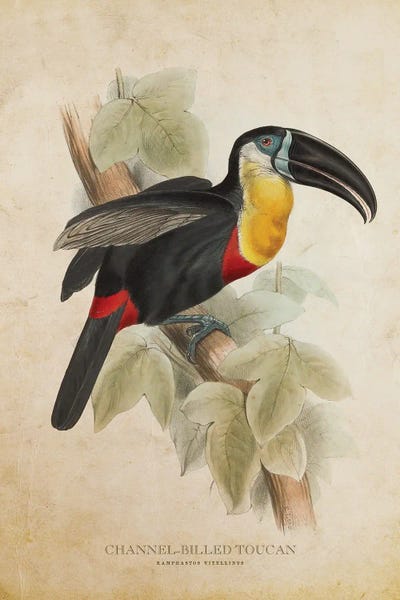 Vintage Channel-Billed Toucan by Aged Pixel canvas print