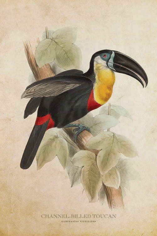 Vintage Channel-Billed Toucan