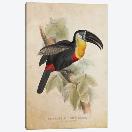 Vintage Channel-Billed Toucan Canvas Print #ADP3400} by Aged Pixel Art Print
