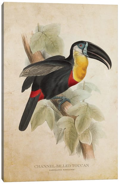 Vintage Channel-Billed Toucan Canvas Art Print - Animal Illustrations