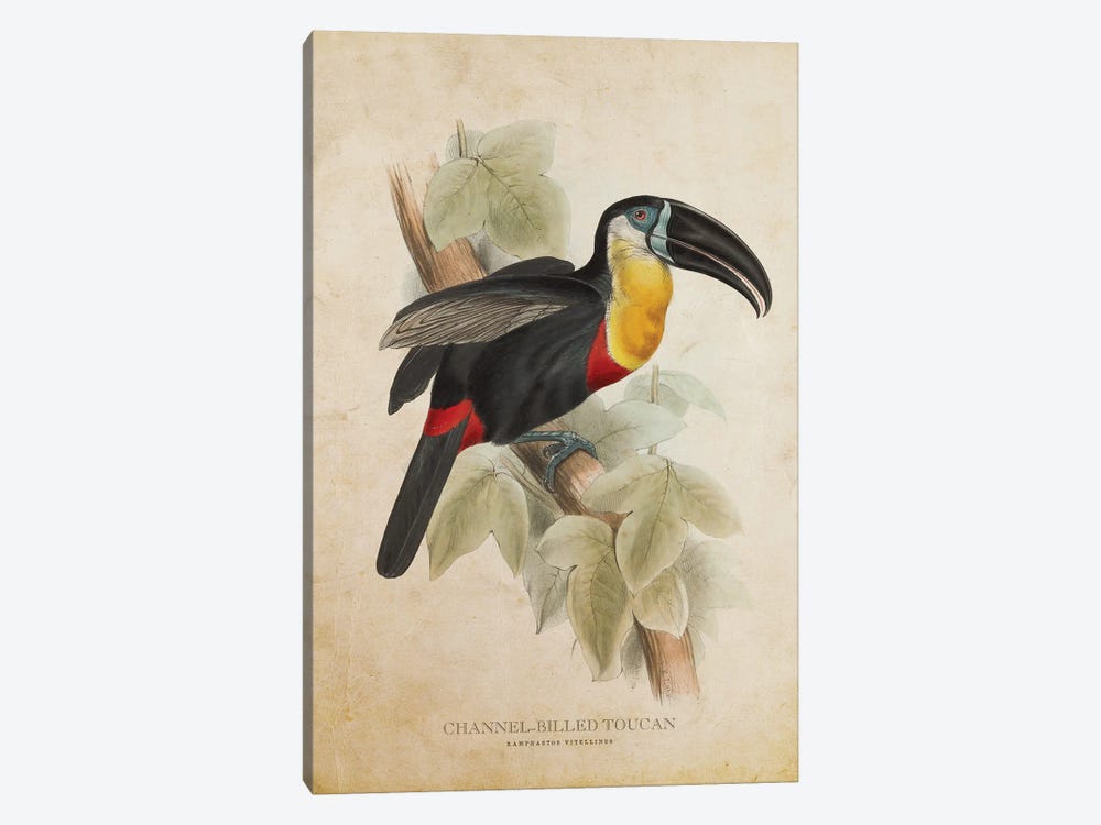 Vintage Channel-Billed Toucan by Aged Pixel 1-piece Art Print