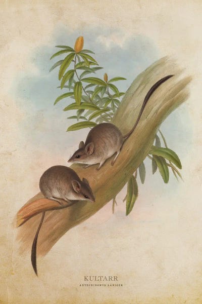 Vintage Animal Illustrations: Vintage Kultarr by Aged Pixel