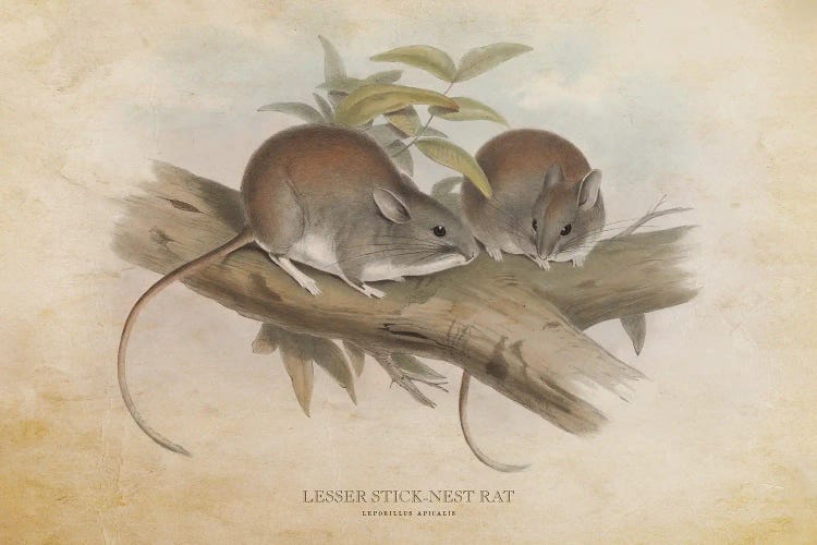 Vintage Lesser Stick-Nest Rat by Aged Pixel wall art