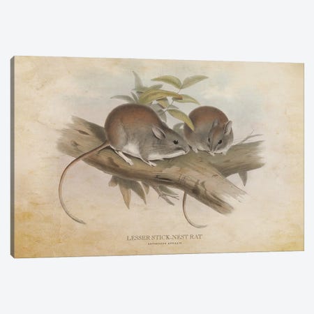 Vintage Lesser Stick-Nest Rat Canvas Print #ADP3402} by Aged Pixel Canvas Art Print