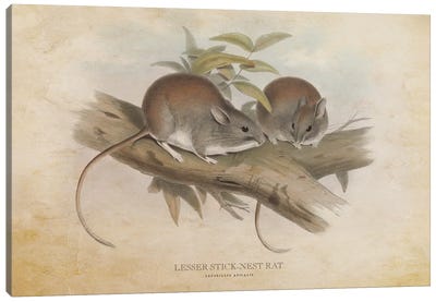Vintage Lesser Stick-Nest Rat Canvas Art Print - Rats