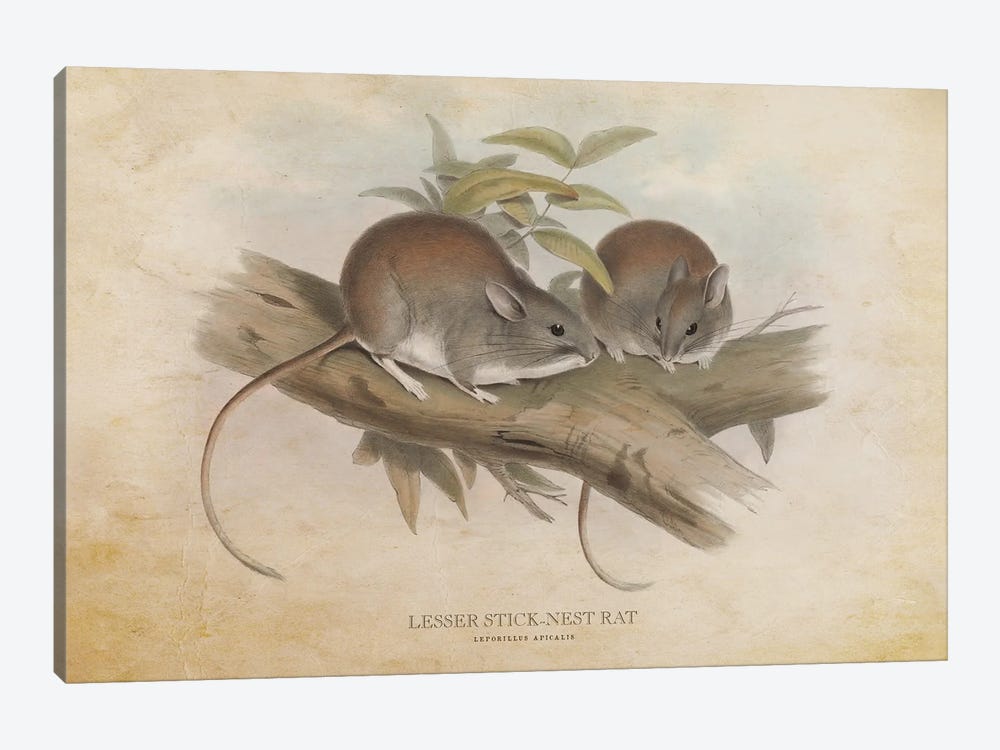 Vintage Lesser Stick-Nest Rat by Aged Pixel 1-piece Canvas Art Print