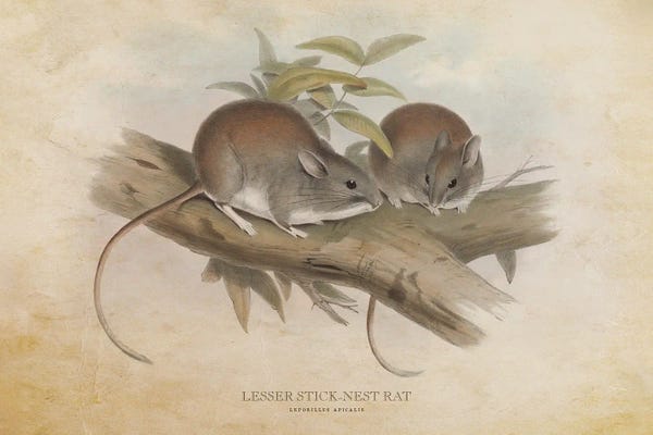 Rats: Vintage Lesser Stick-Nest Rat by Aged Pixel