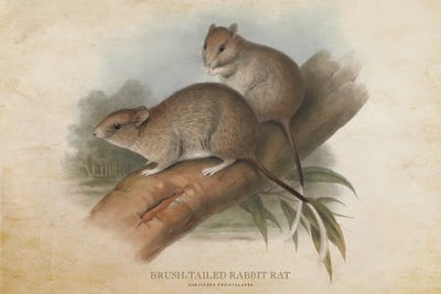 Vintage Brush-Tailed Rabbit Rat by Aged Pixel metal wall art