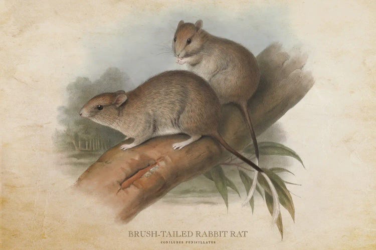 Vintage Brush-Tailed Rabbit Rat by Aged Pixel wall art