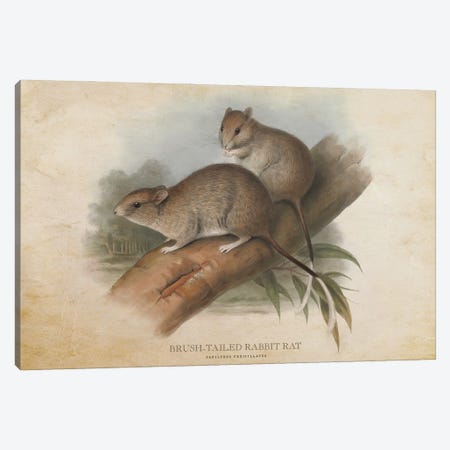 Vintage Brush-Tailed Rabbit Rat Canvas Print #ADP3403} by Aged Pixel Canvas Print