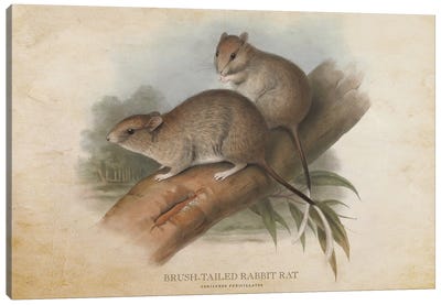 Vintage Brush-Tailed Rabbit Rat Canvas Art Print - Rats
