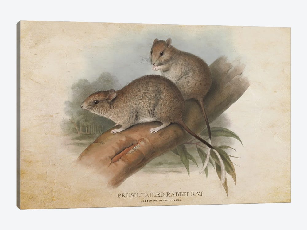 Vintage Brush-Tailed Rabbit Rat by Aged Pixel 1-piece Canvas Wall Art