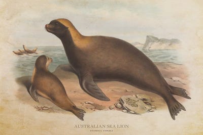Vintage Australian Sea Lion by Aged Pixel framed canvas print