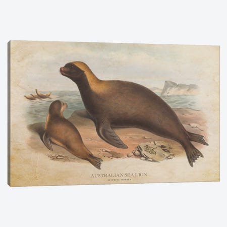Vintage Australian Sea Lion Canvas Print #ADP3404} by Aged Pixel Canvas Artwork