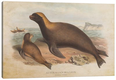 Vintage Australian Sea Lion Canvas Art Print