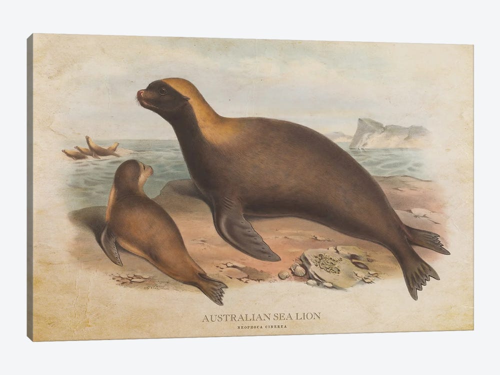Vintage Australian Sea Lion by Aged Pixel 1-piece Canvas Art Print