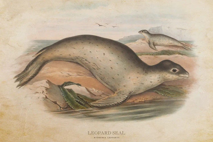 Vintage Leopard Seal