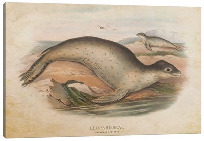 Vintage Leopard Seal Canvas Art Print - Seal Art
