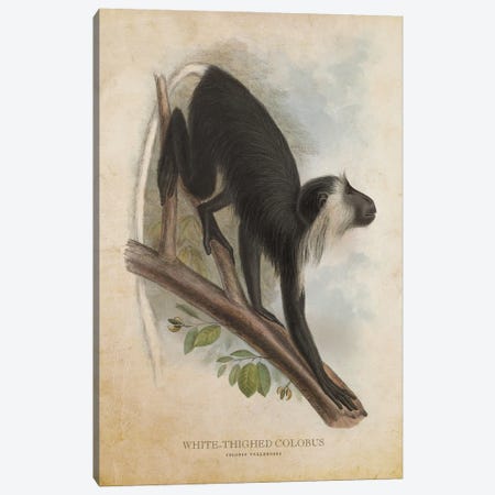 Vintage White-Thighed Colobus Canvas Print #ADP3406} by Aged Pixel Canvas Art