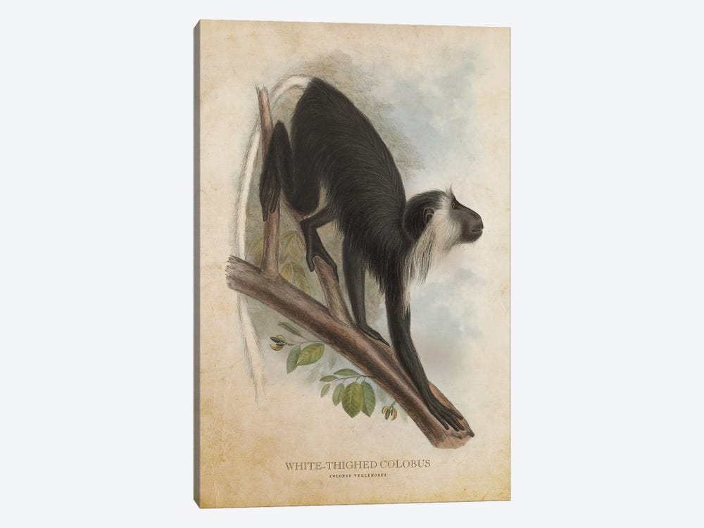 Vintage White-Thighed Colobus by Aged Pixel 1-piece Canvas Print